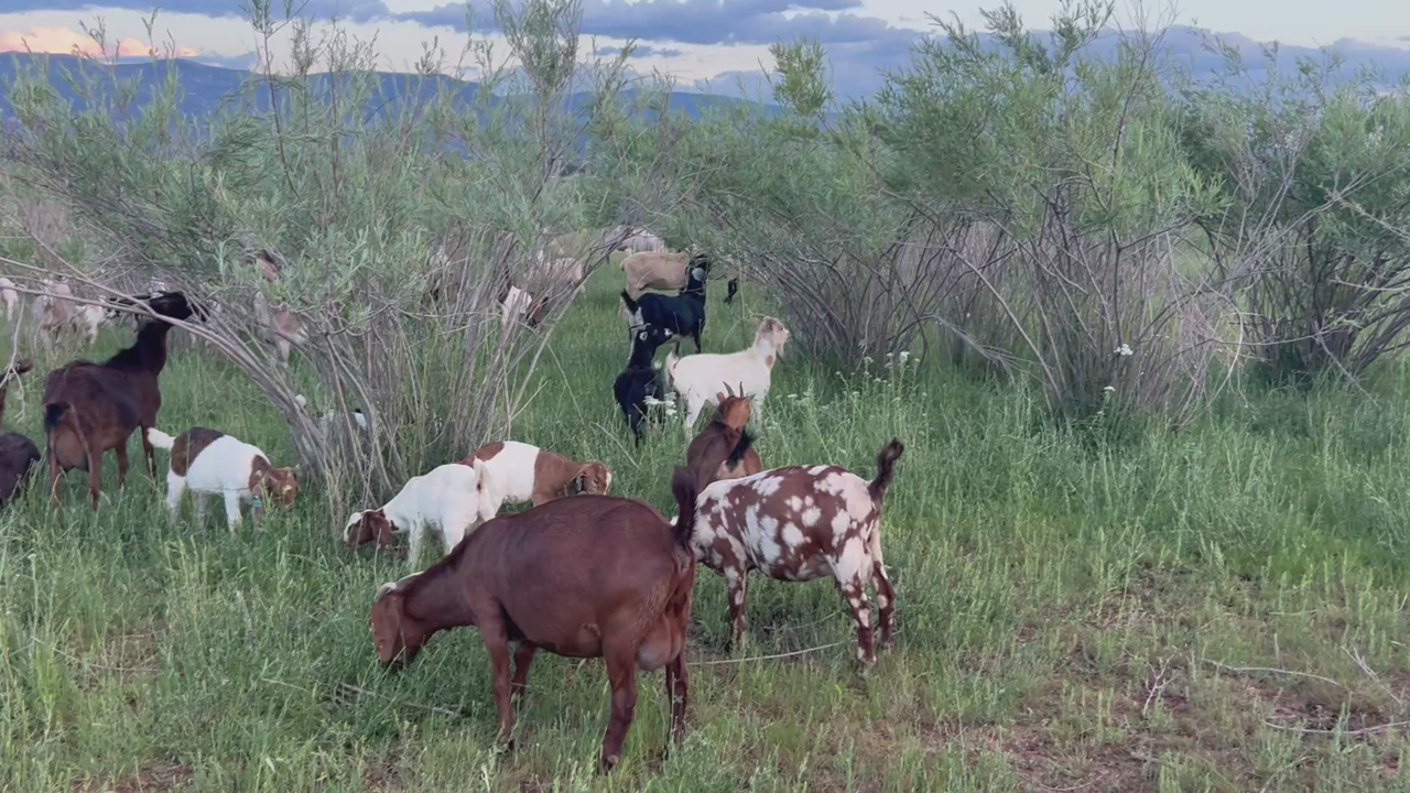 Last Chance Ranch