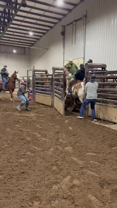 8yo Geilding Forsale