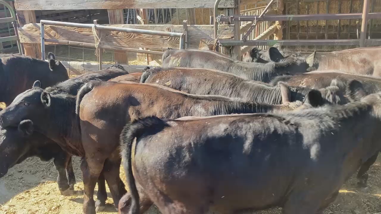 Red Simnental Angus Cross