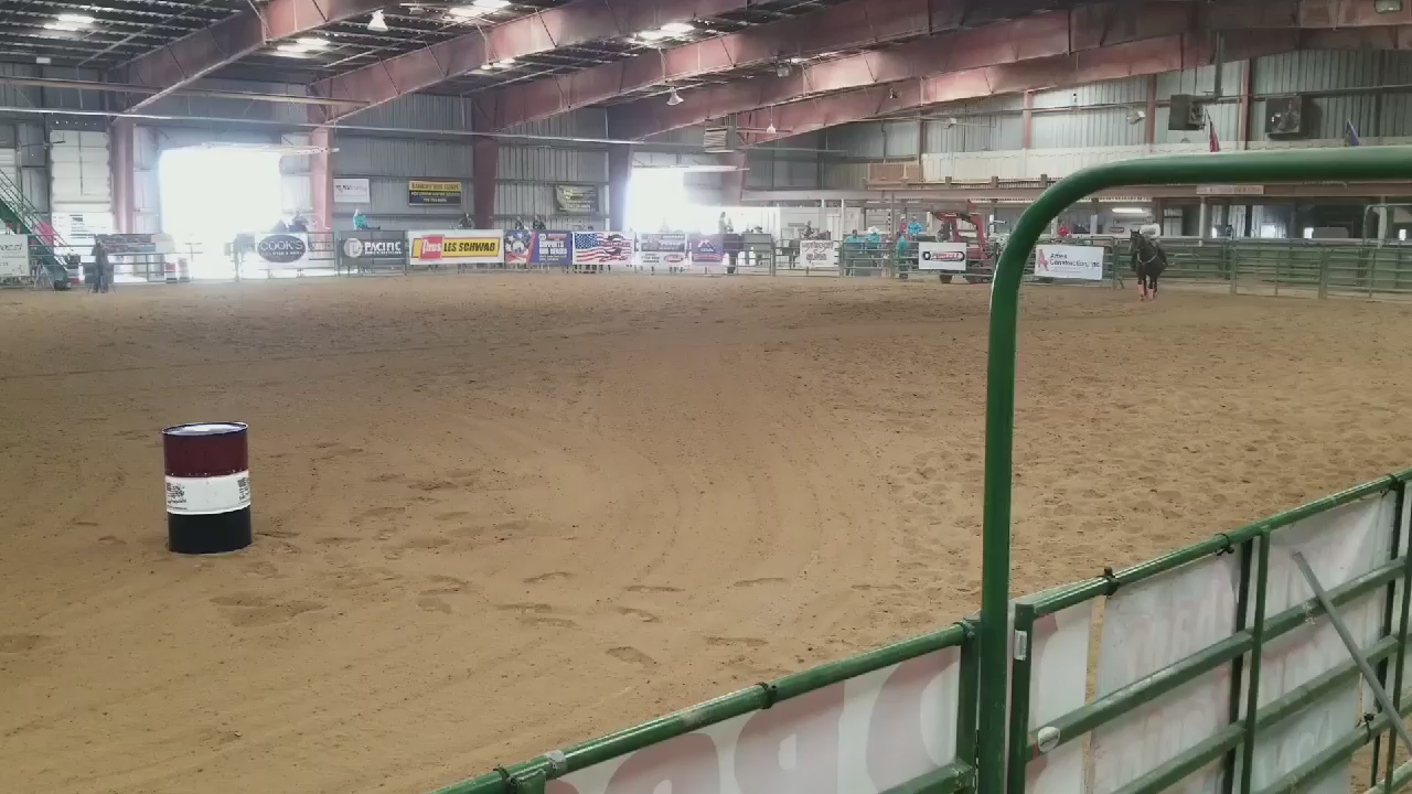 AQHA barrel/Head Horse