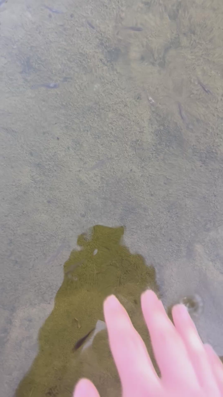 Mosquito fish