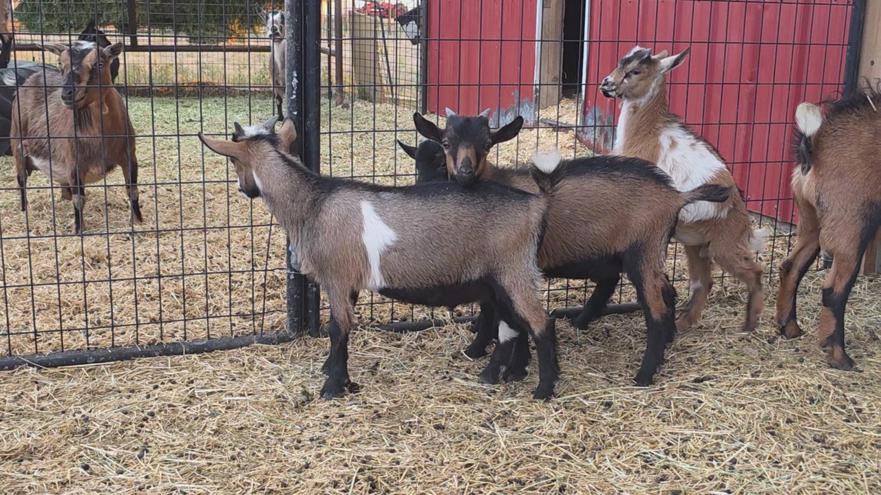 The "Barnyard Rockabilly" Goat Squad is Looking for New Turf!