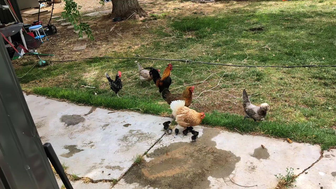 straight run chicks