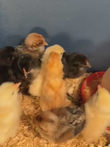 Deathlayer - marked Chicks