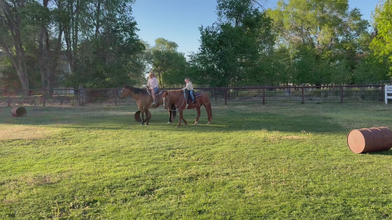 Dun Mare For Sale