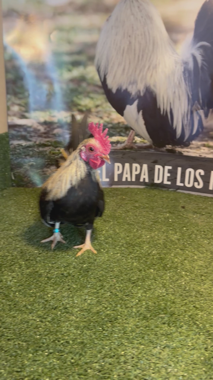 Kiri for sale