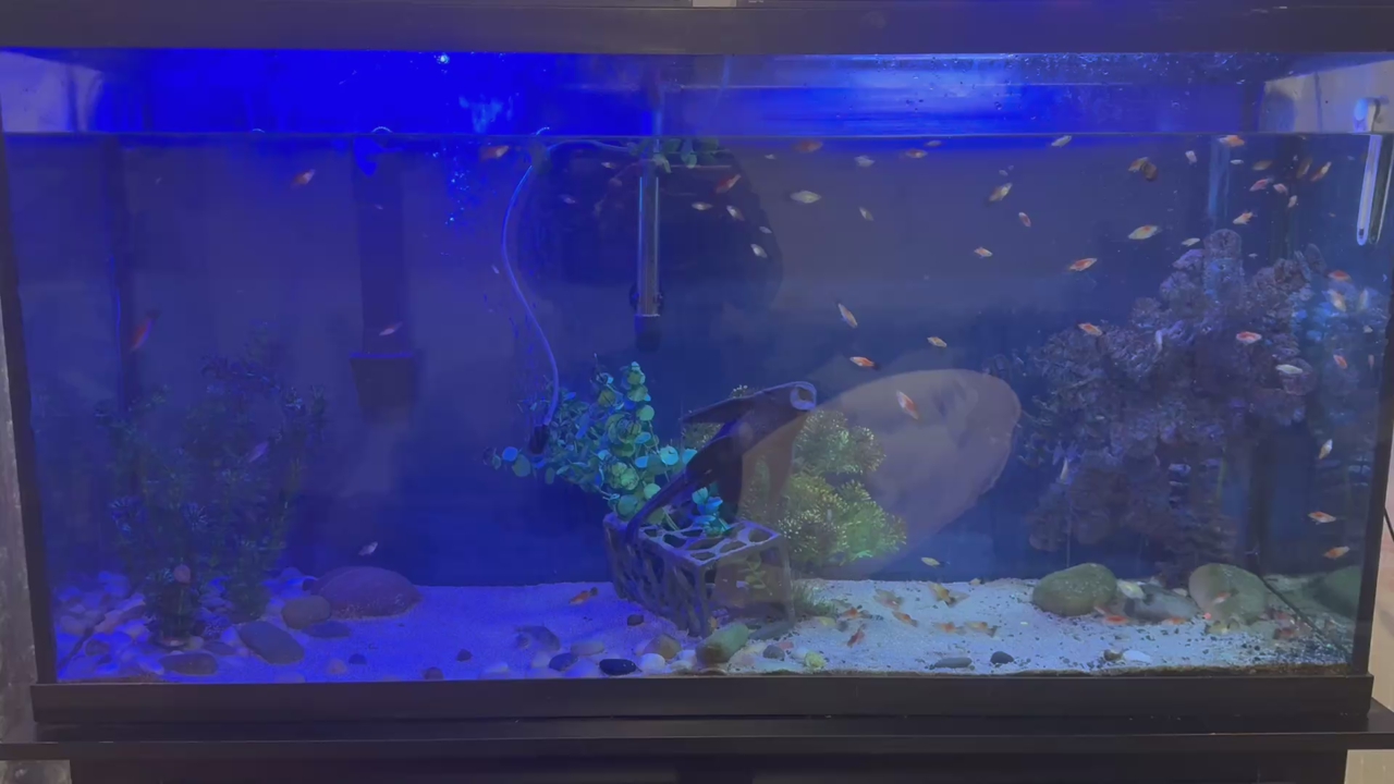 Aquarium with Fish And Stand