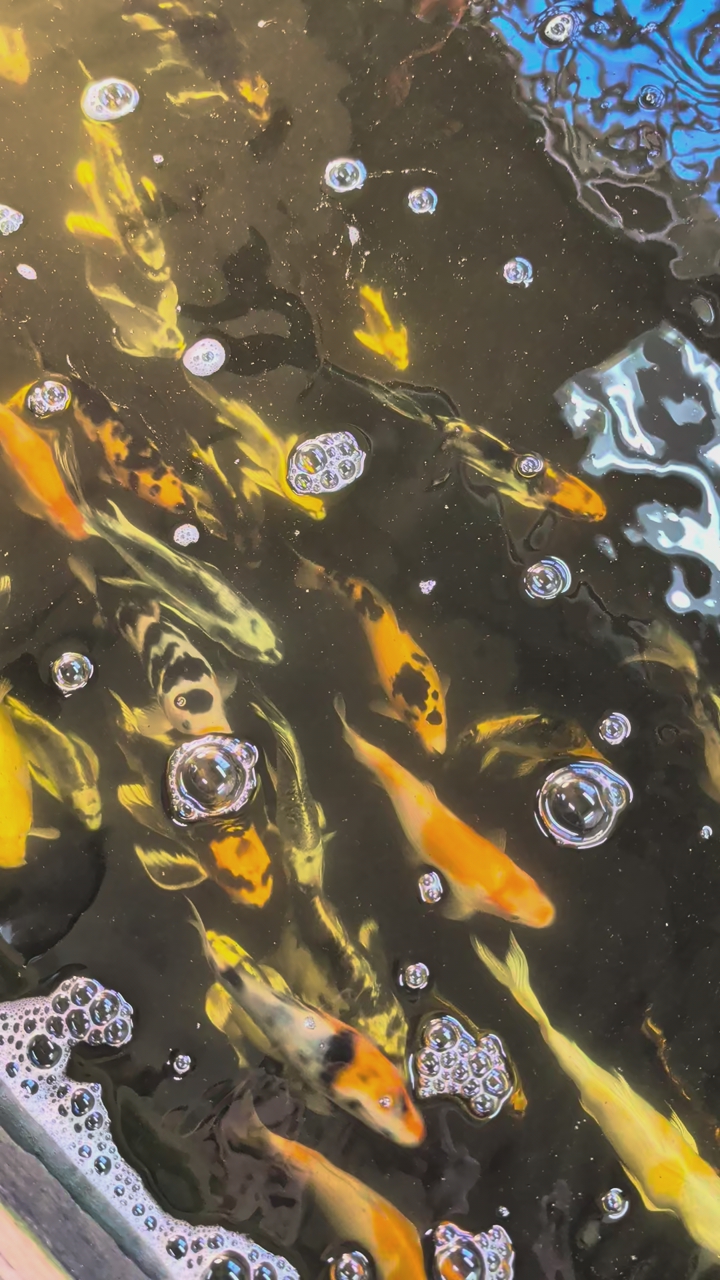 Premium  grade koi fish