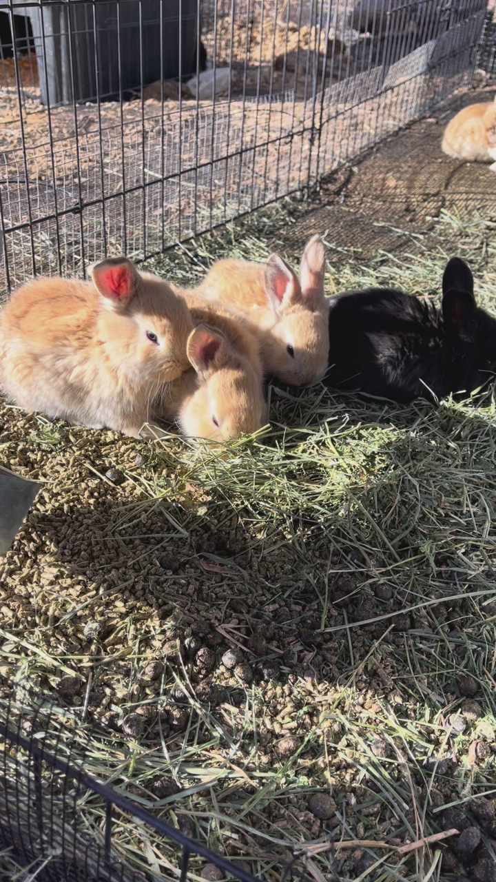 Continental Giant Rabbits