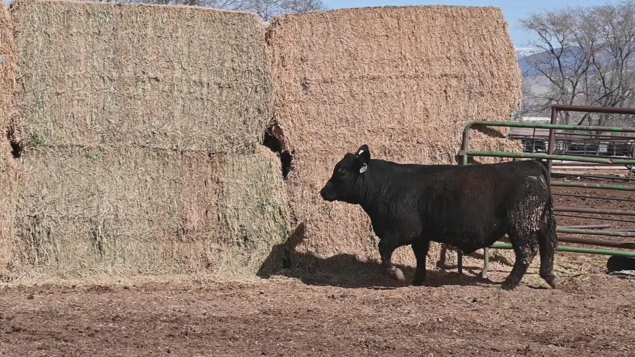 SimAngus Bulls for Sale