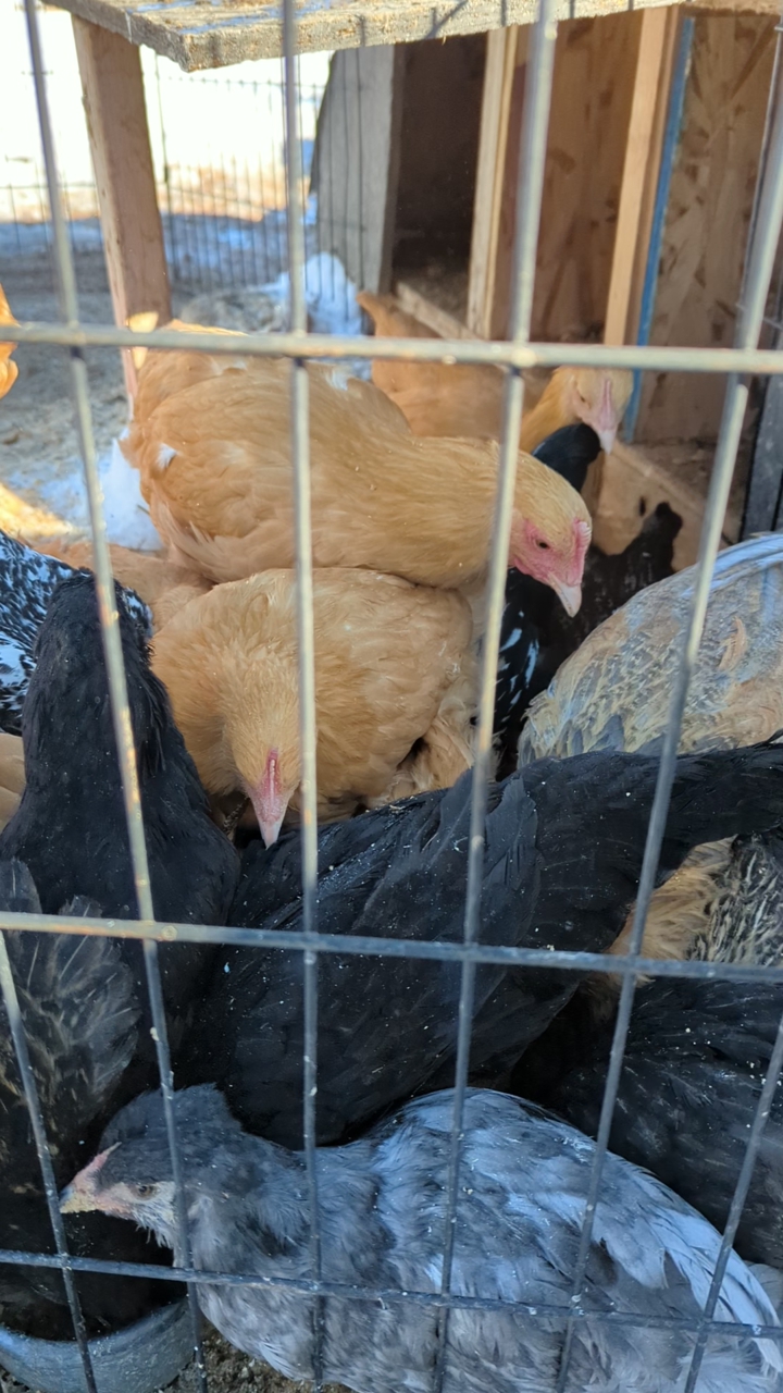 outside ready (8+ weeks) pullets