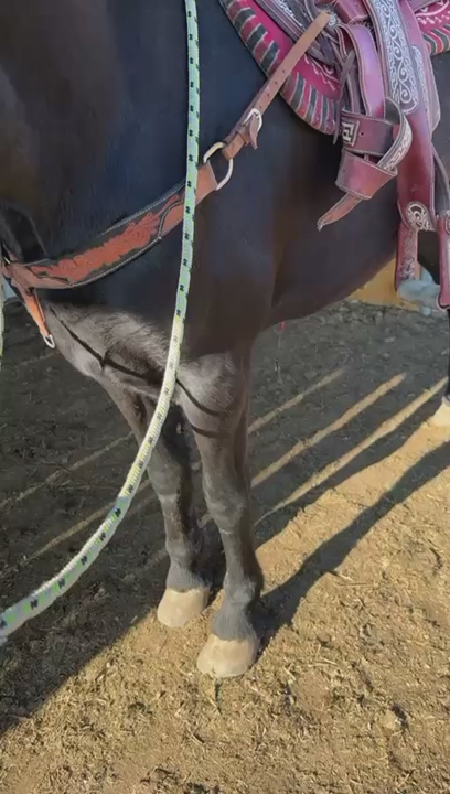 Frisón and español Mare