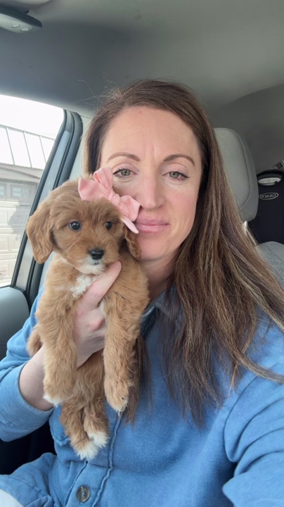 Petite GIRL Goldendoodle- Therapy + family
