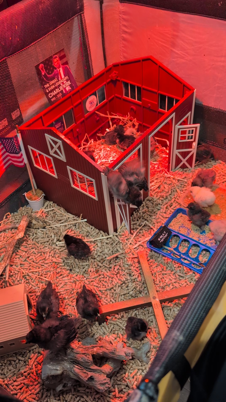 Silkie & Bantam Chicks