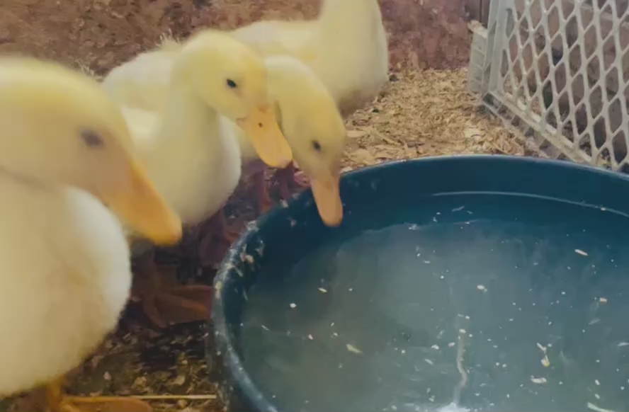4 Pekin 3 Cayuga Ducklings North Utah Children’s Farm Nonprofit