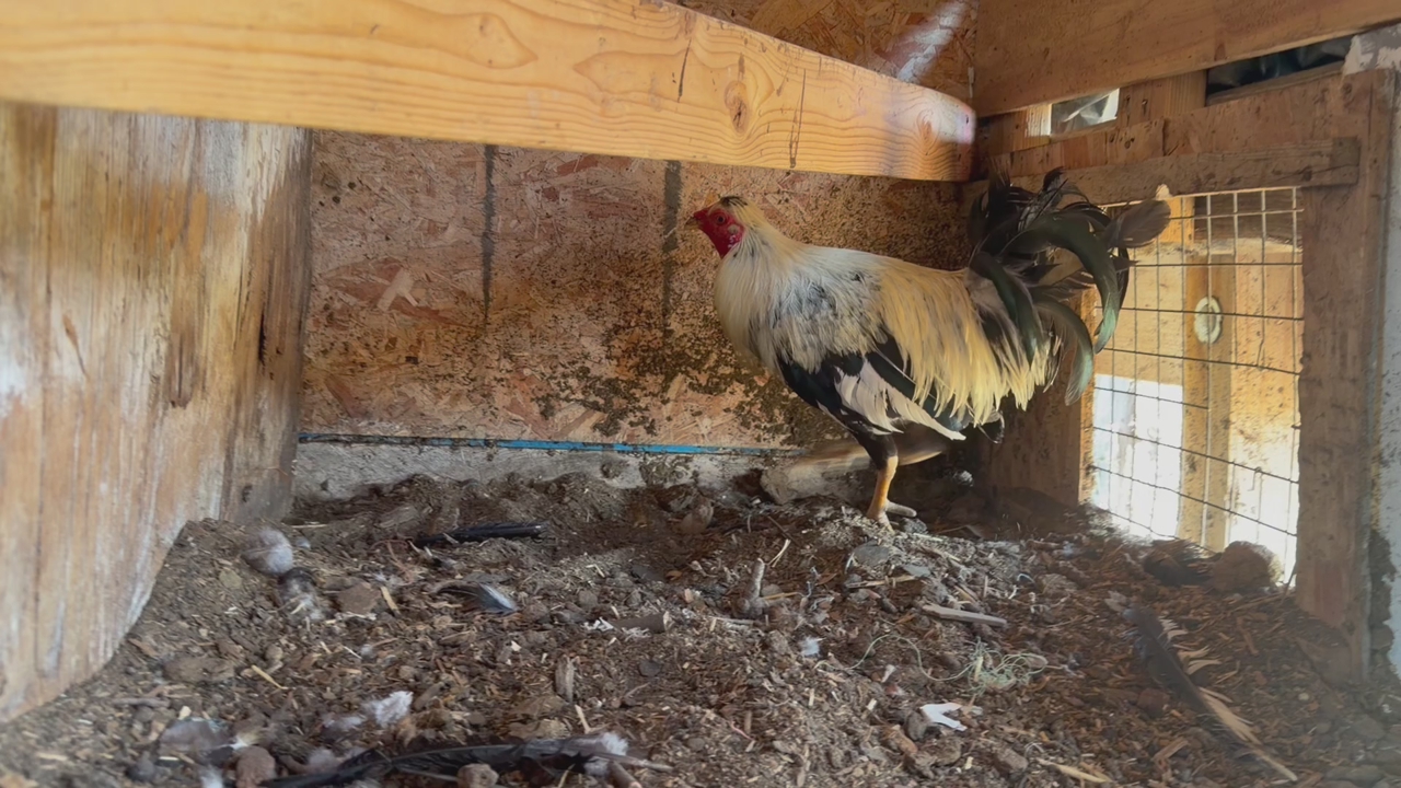 Rooster