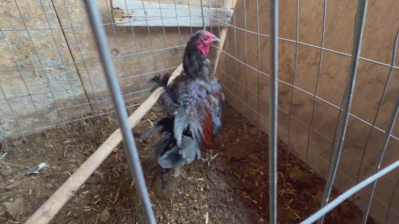 Rooster