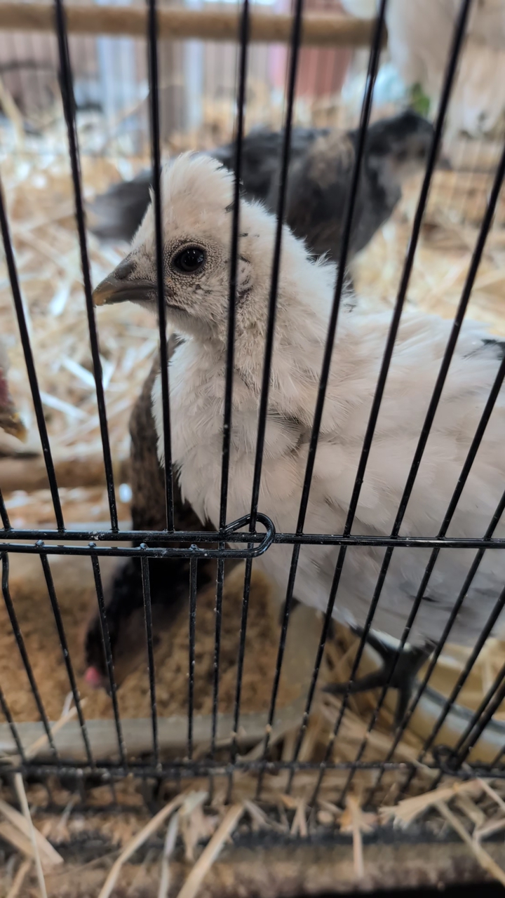 silkie-mix chicks, group of 5