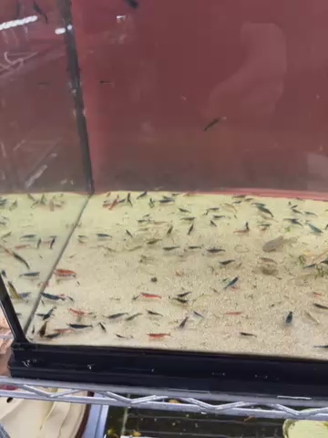 Shrimp Multiple Colors