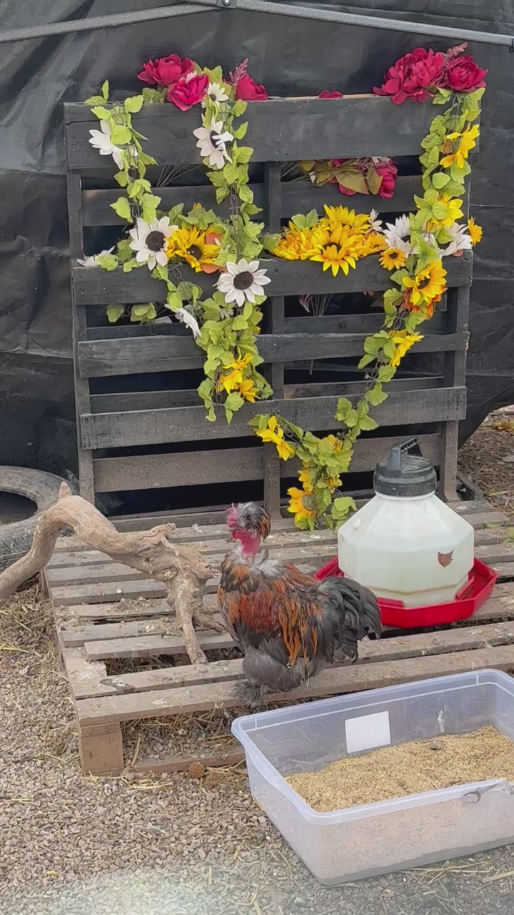 Naked neck rooster