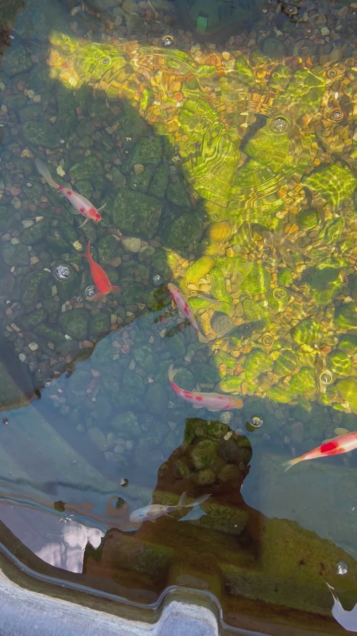 Butterfly Koi fish