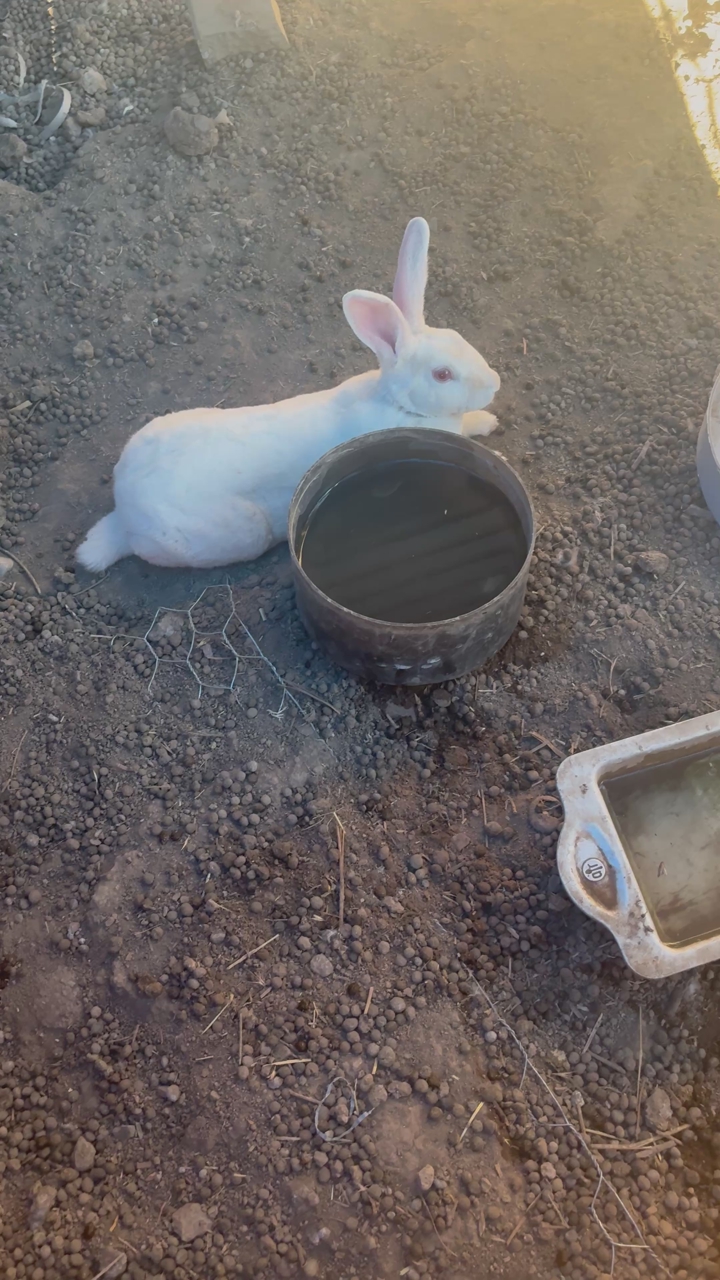 Bunnies- West Jordan ut