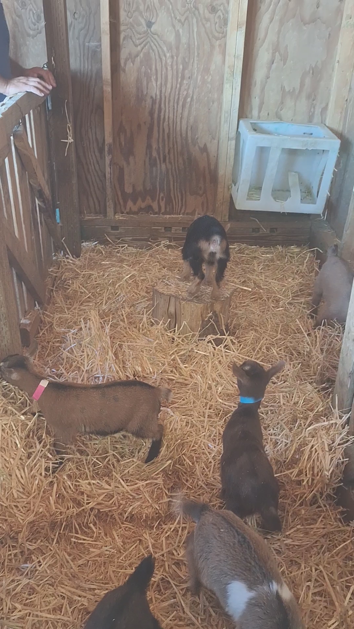 Nigerian dwarf bottle babies