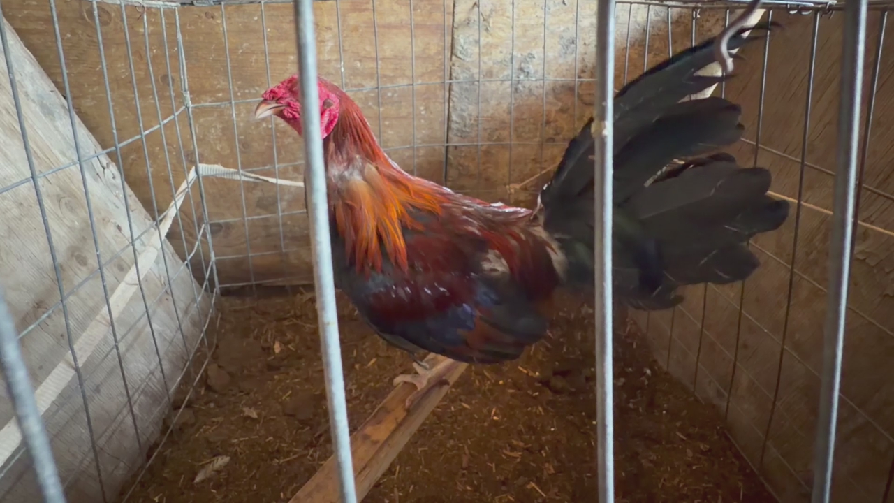 Rooster