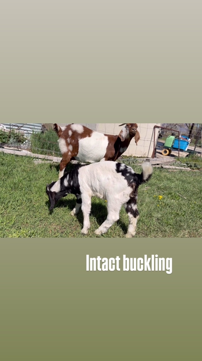 Boer Buckling