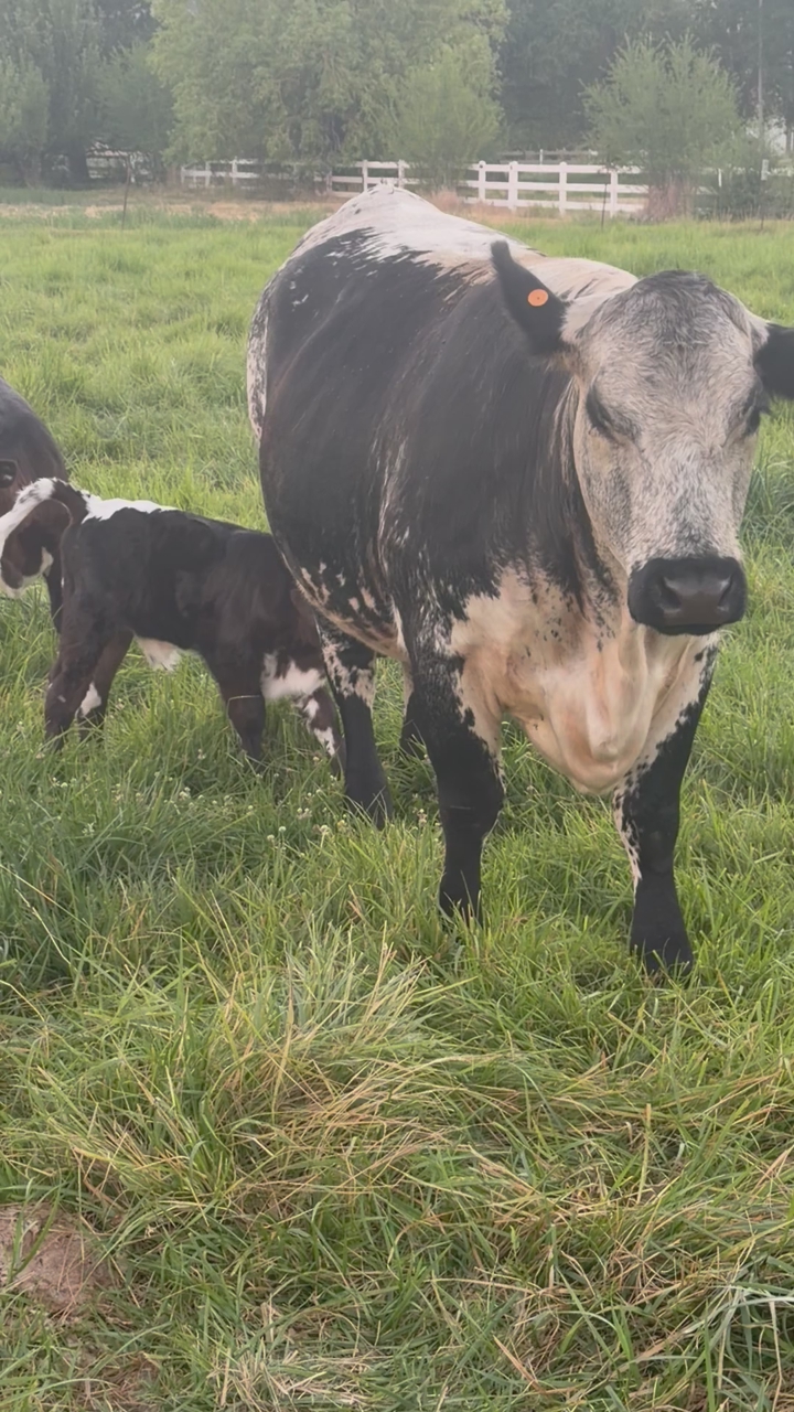Angus/British White Cow with Angus Sired Calf