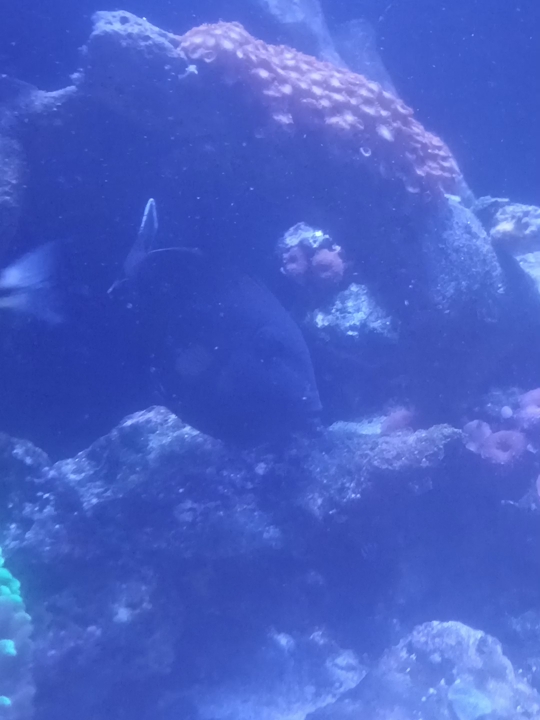 Black Triggerfish