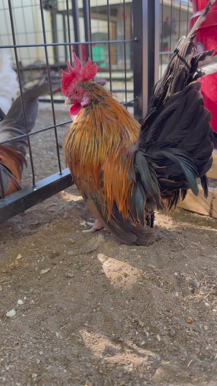 Kikiriki Cockerel