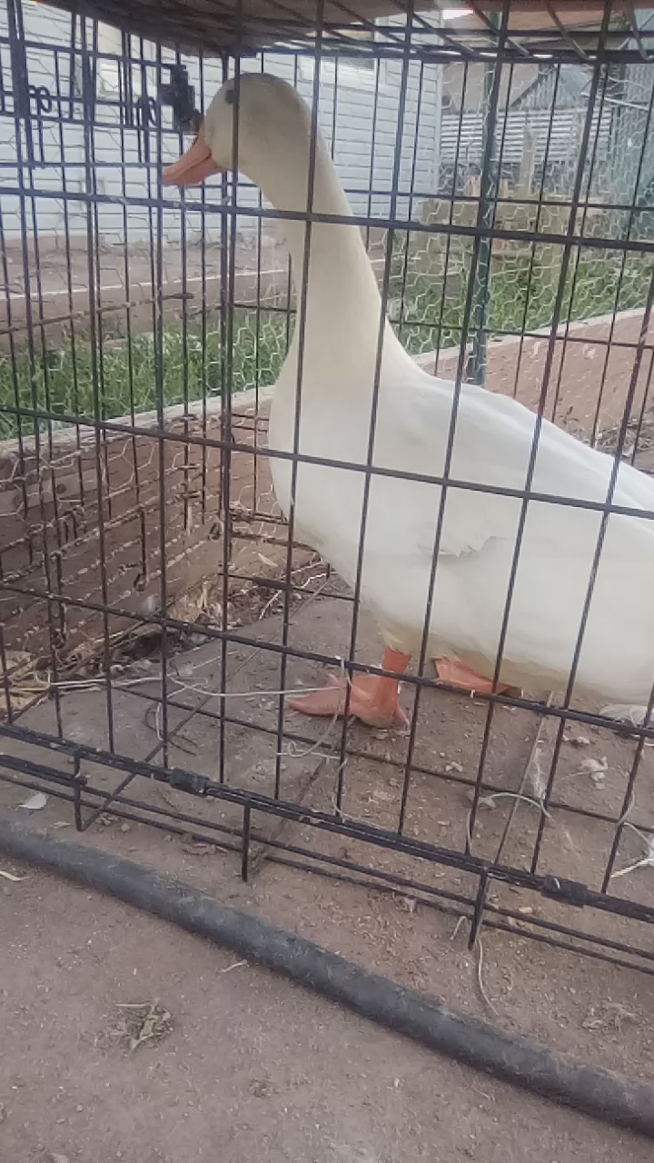 That duck is a stud, I'll trade it for another stud duck.