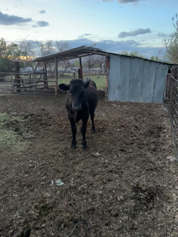 Steers