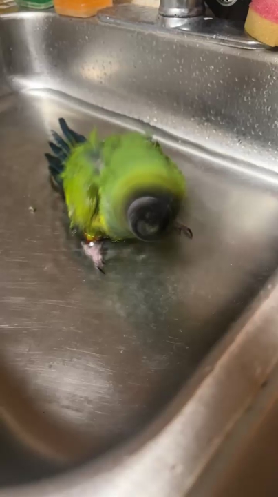 Nanday parakeet