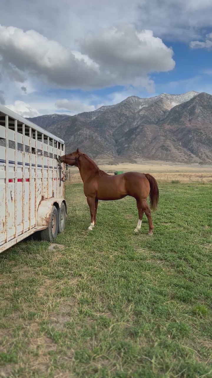 Stallion For Sale