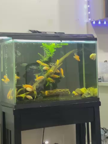 Yellow African Cichlids
