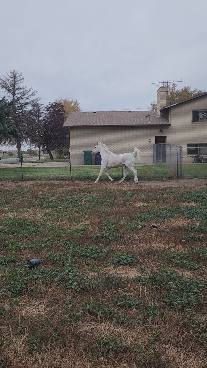 gelding