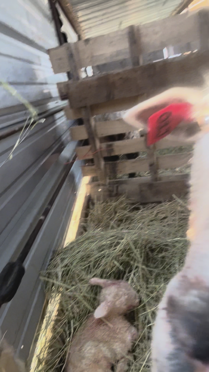 Polypay Ram Bottle Lambs