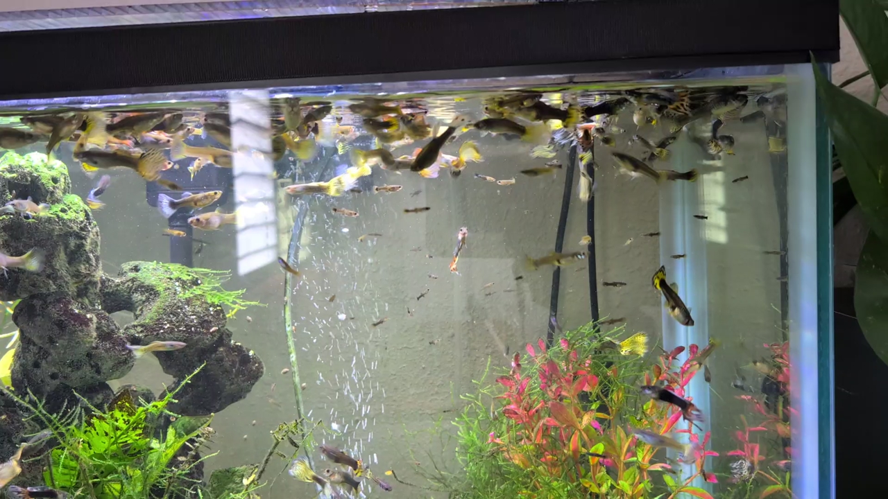 Guppies - Free