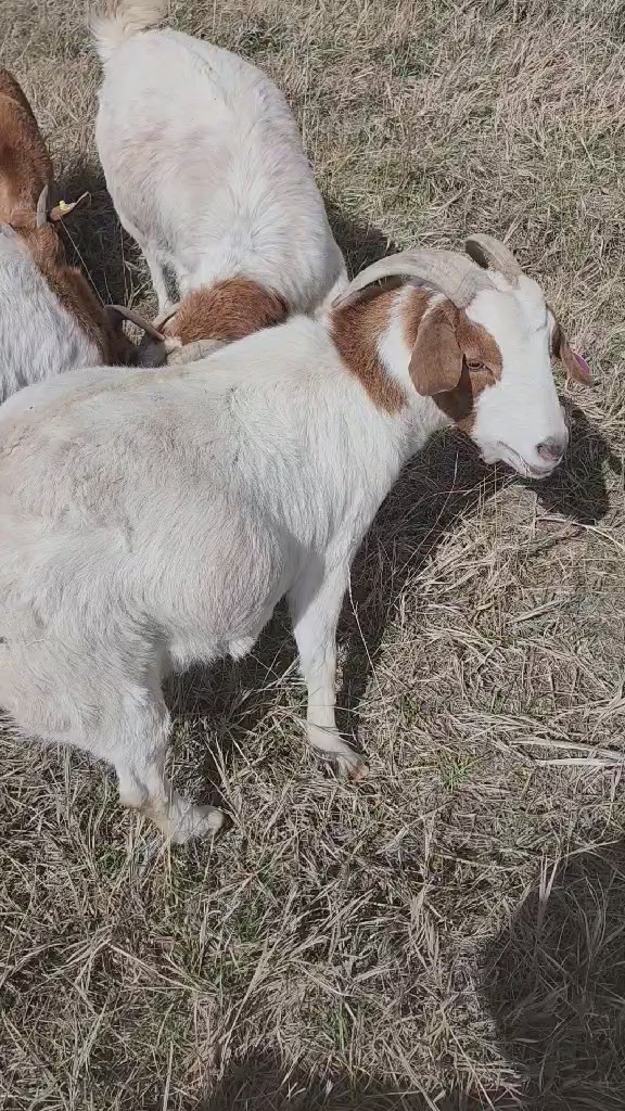 bred pure boers