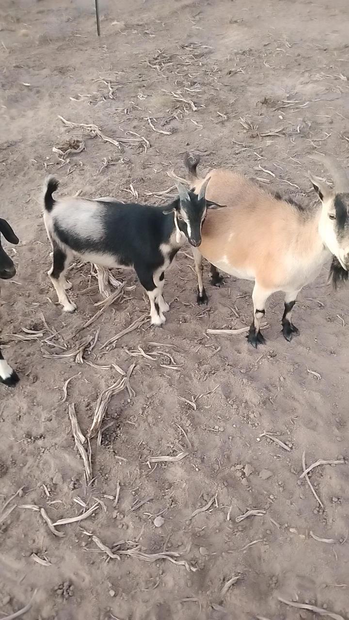 Nigerian Dwarf x Pygmy mix Wether for sale