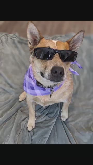 Heeler Mix
