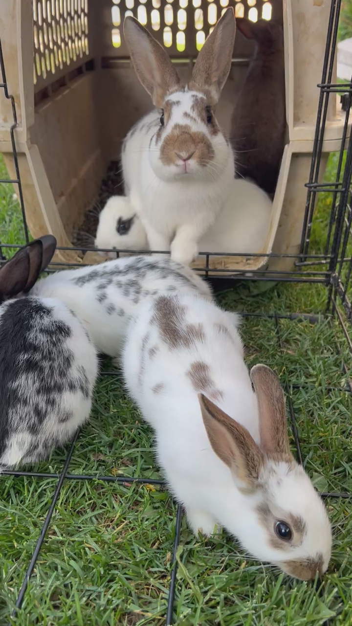Bunny for sale