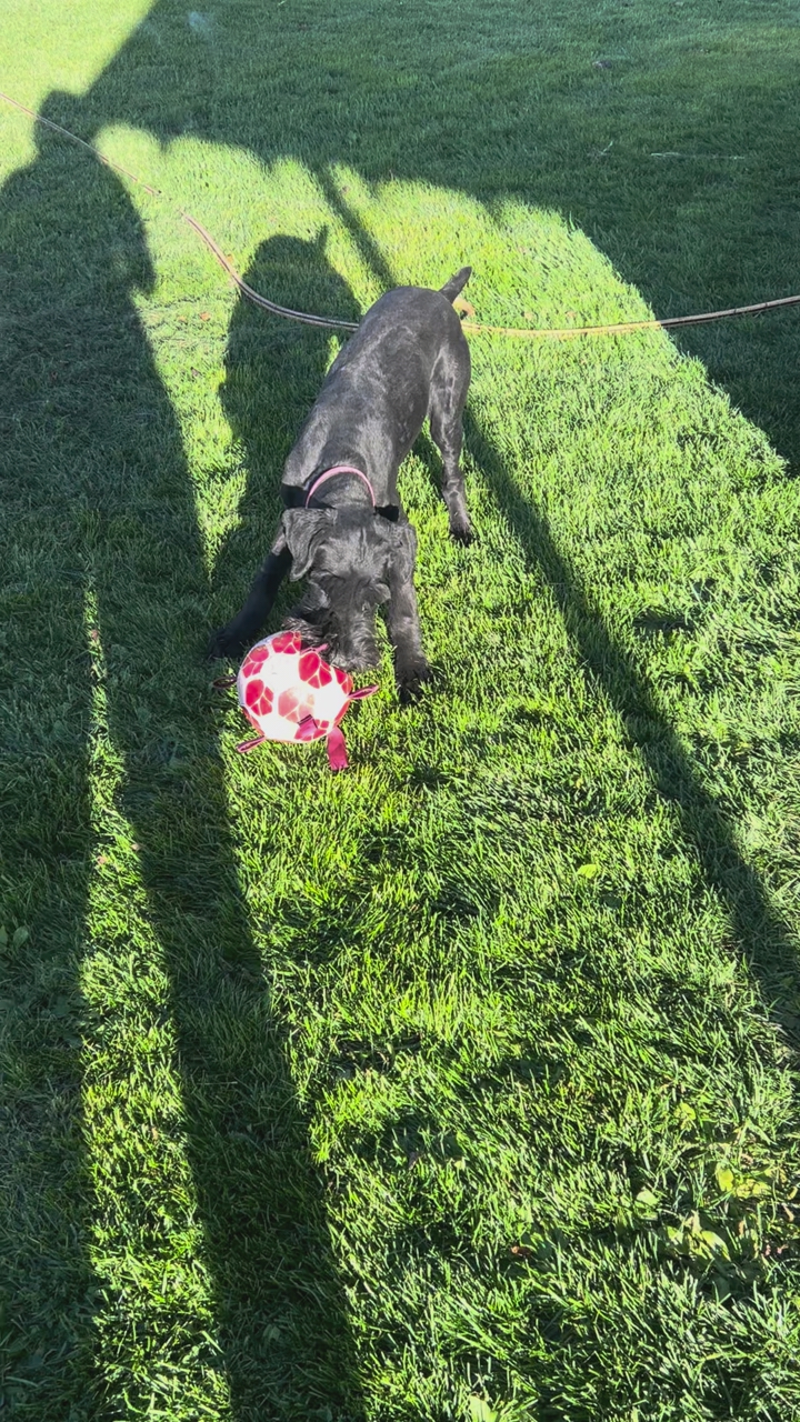 Giant Schnauzer