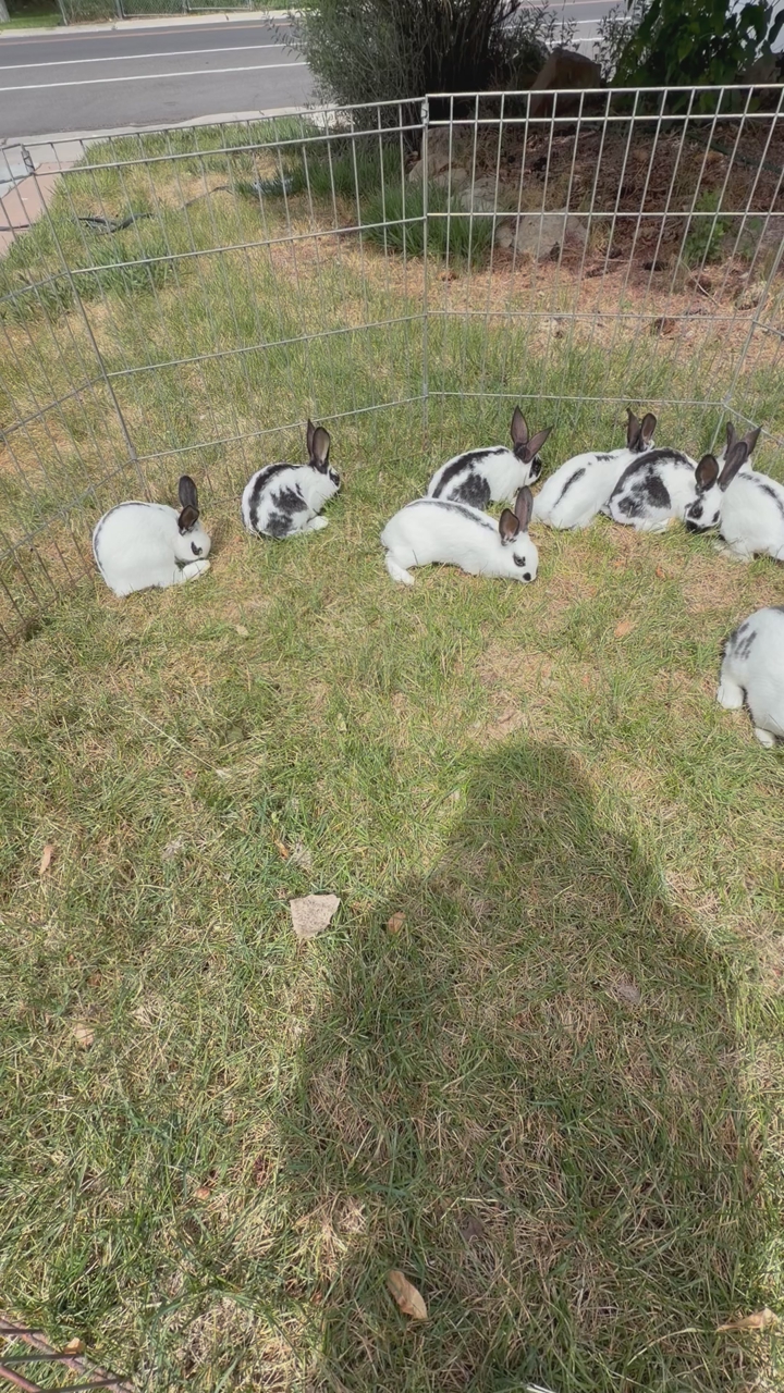 STUNNING Rhinelander/New Zealand bunnies