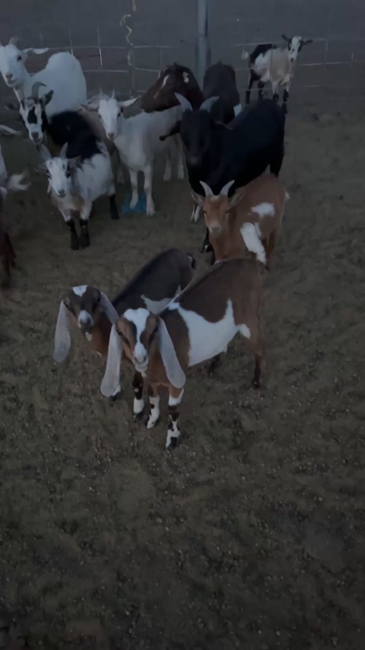 Goats for sale/ chivos en venta