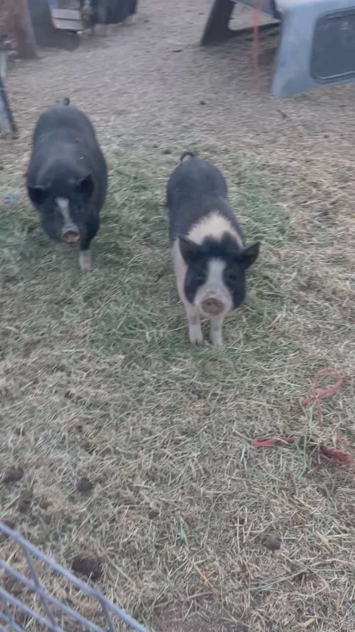 Kunekune cross piglets (3 girls)