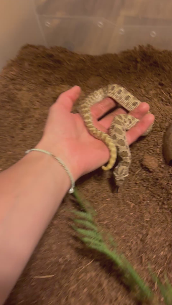 Hog Nose snake