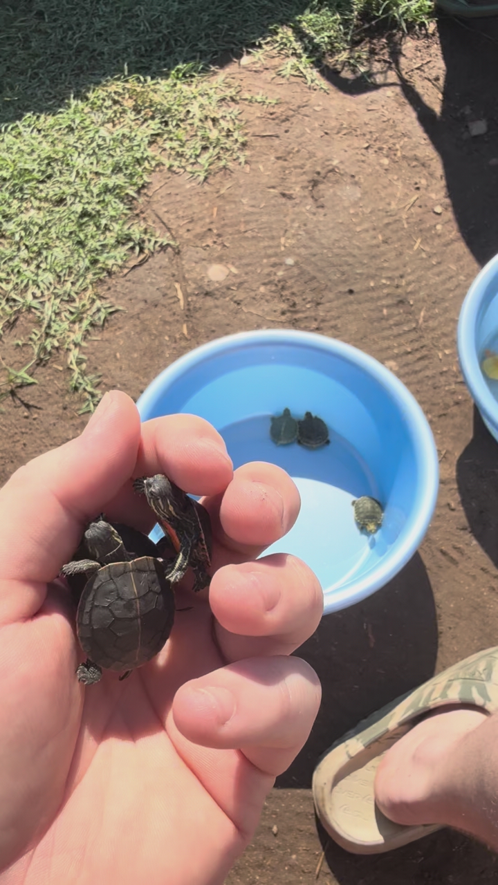 Western Painted Turtles